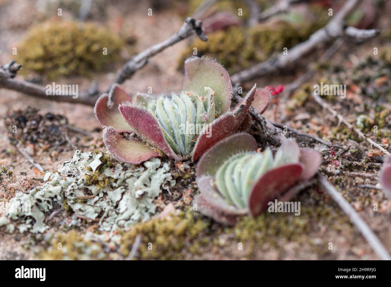 La petite plante de Furry Stonecrop (Crassula tomentosa) Banque D'Images