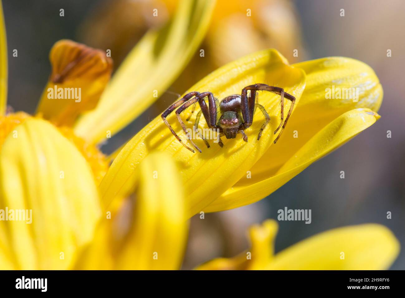 Araignée masque africaine (Synema imitatrix) assise sur une fleur jaune Banque D'Images