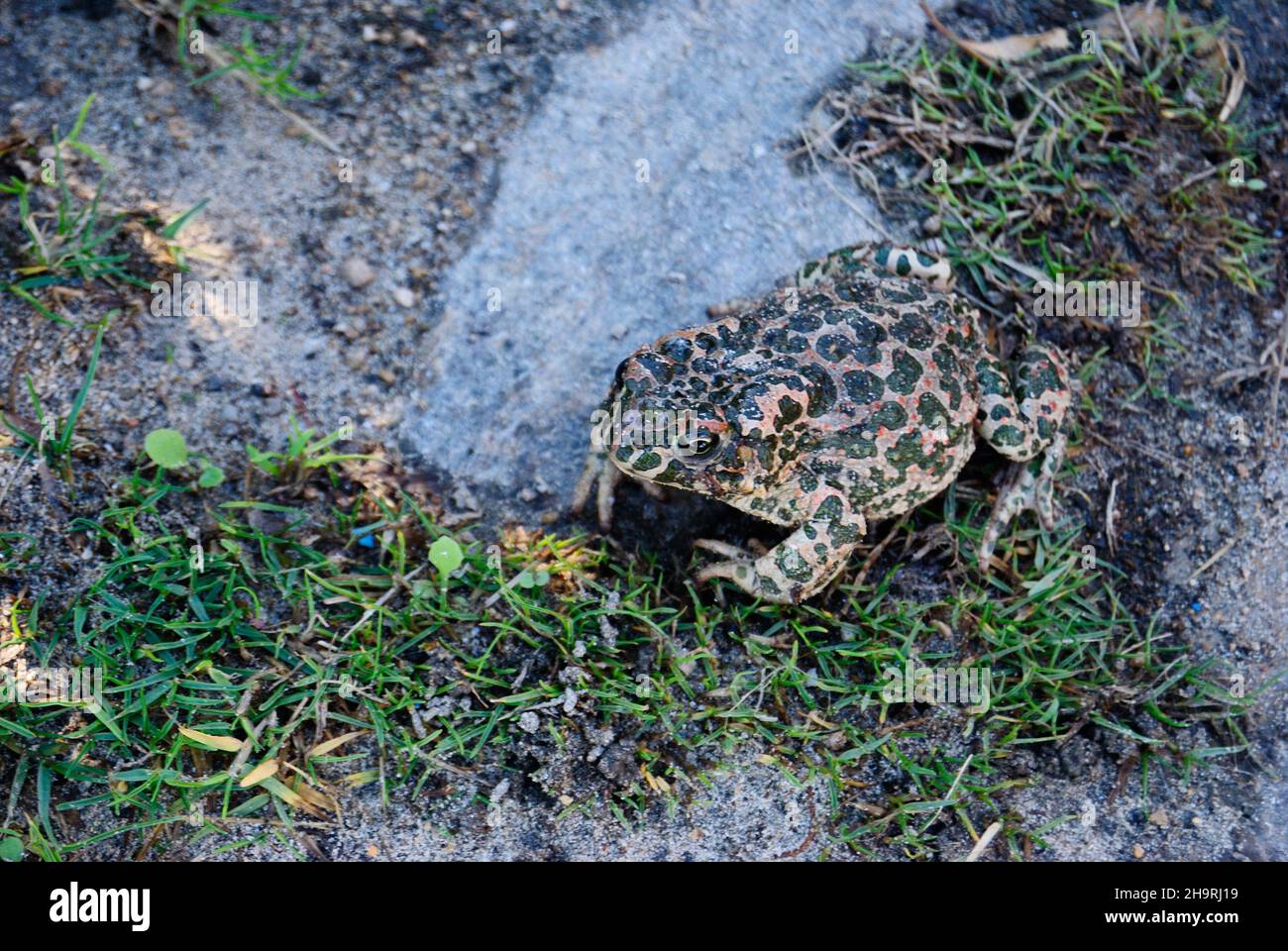 Un toad à la plage de la Pelosa Banque D'Images