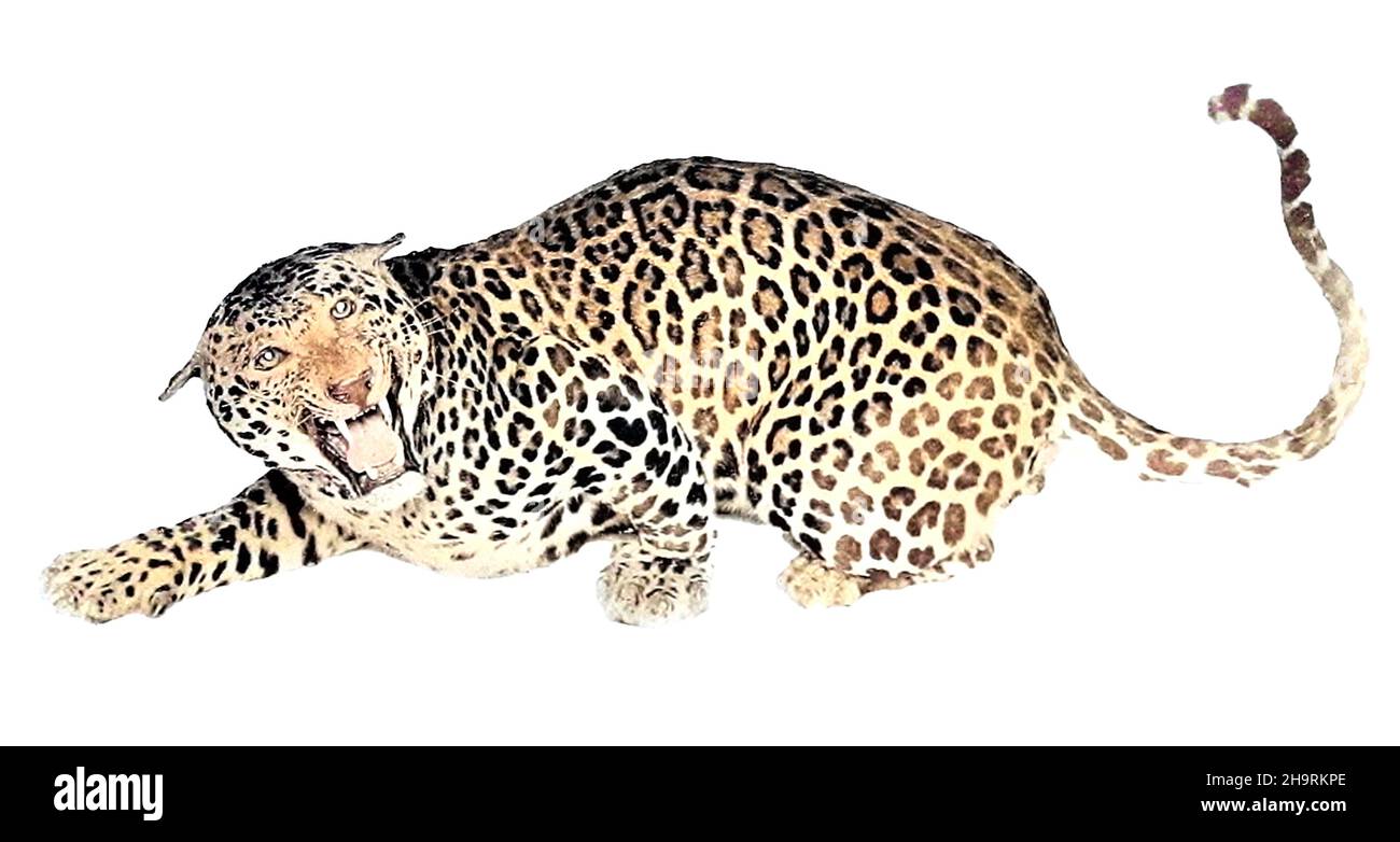 Couleur de la machine léopard indien [le léopard indien (Panthera pardus fusca) est une sous-espèce de léopard largement distribuée sur le sous-continent indien]. Tiré du livre « le grand et petit jeu de l'Inde, de la Birmanie et du Tibet » de Richard Lydekker, publié à Londres par R. Ward en 1900 Banque D'Images