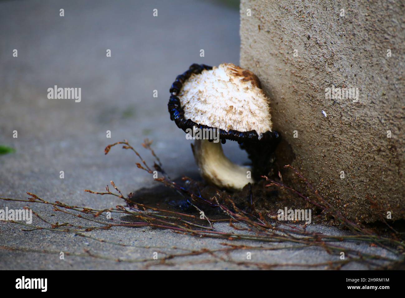 Champignons poussant à partir d'un mur de maison pourrie (bouchon à encre de Shaggy - Coprinus comatus). Banque D'Images