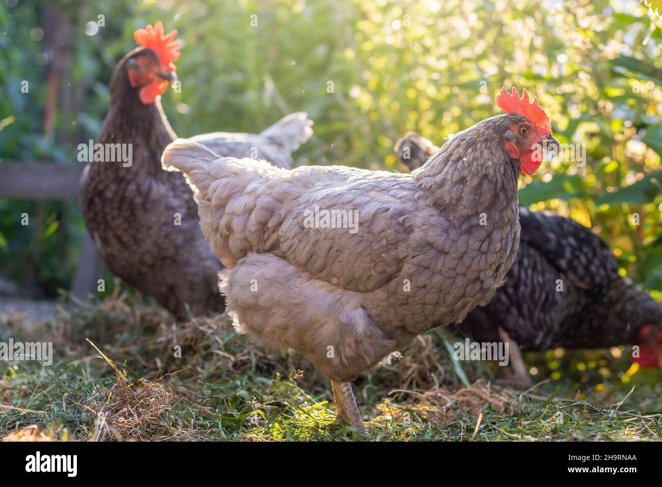 Poules en liberté - poule bleue et grise dans le jardin Banque D'Images