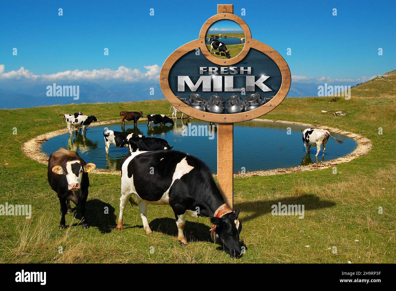 Panneau en bois avec un poteau et du texte lait frais, troupeau de vaches laitières dans un pâturage de montagne et un petit lac. Banque D'Images