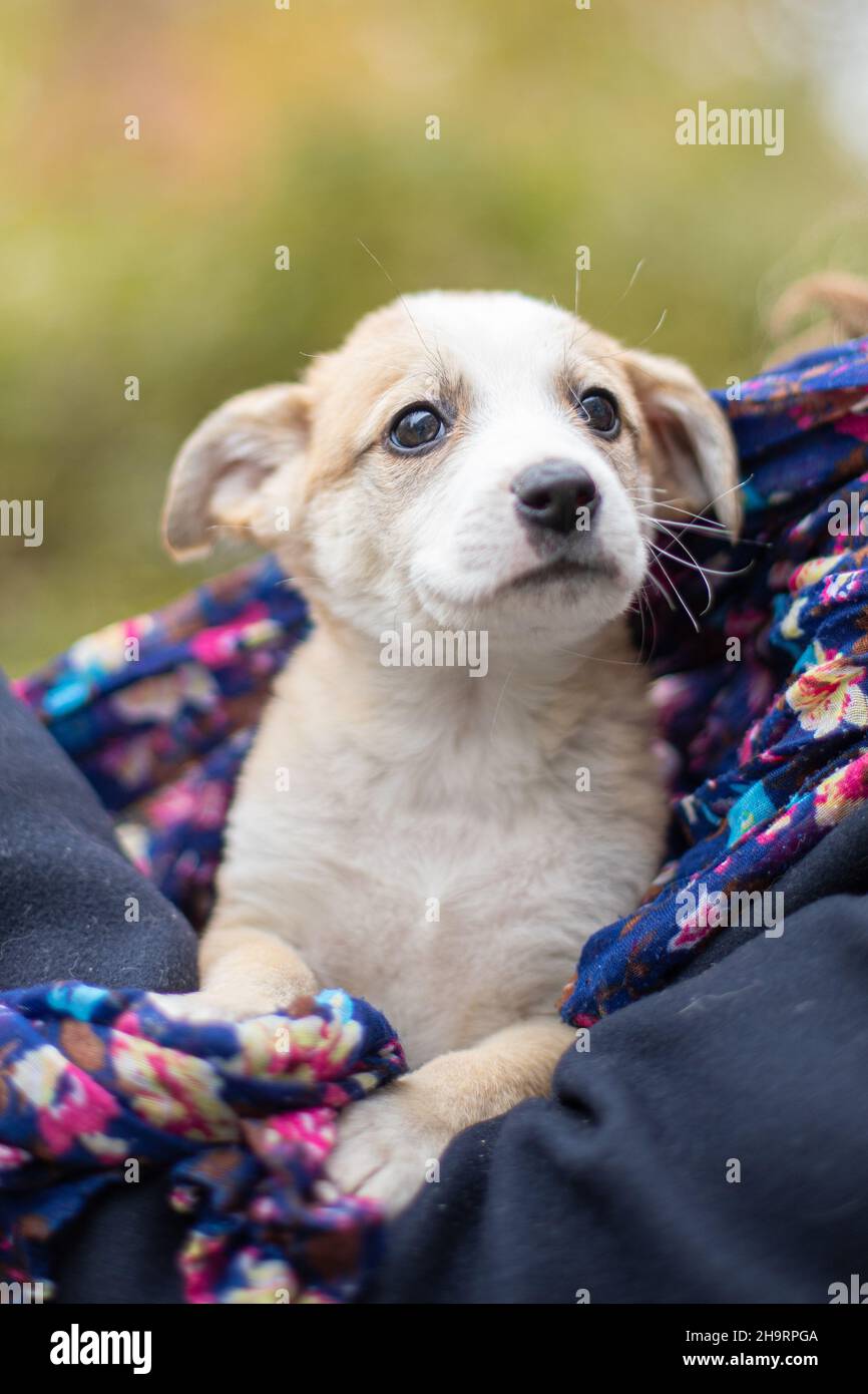 Chien drôle qui se répande, chien domestique Banque D'Images