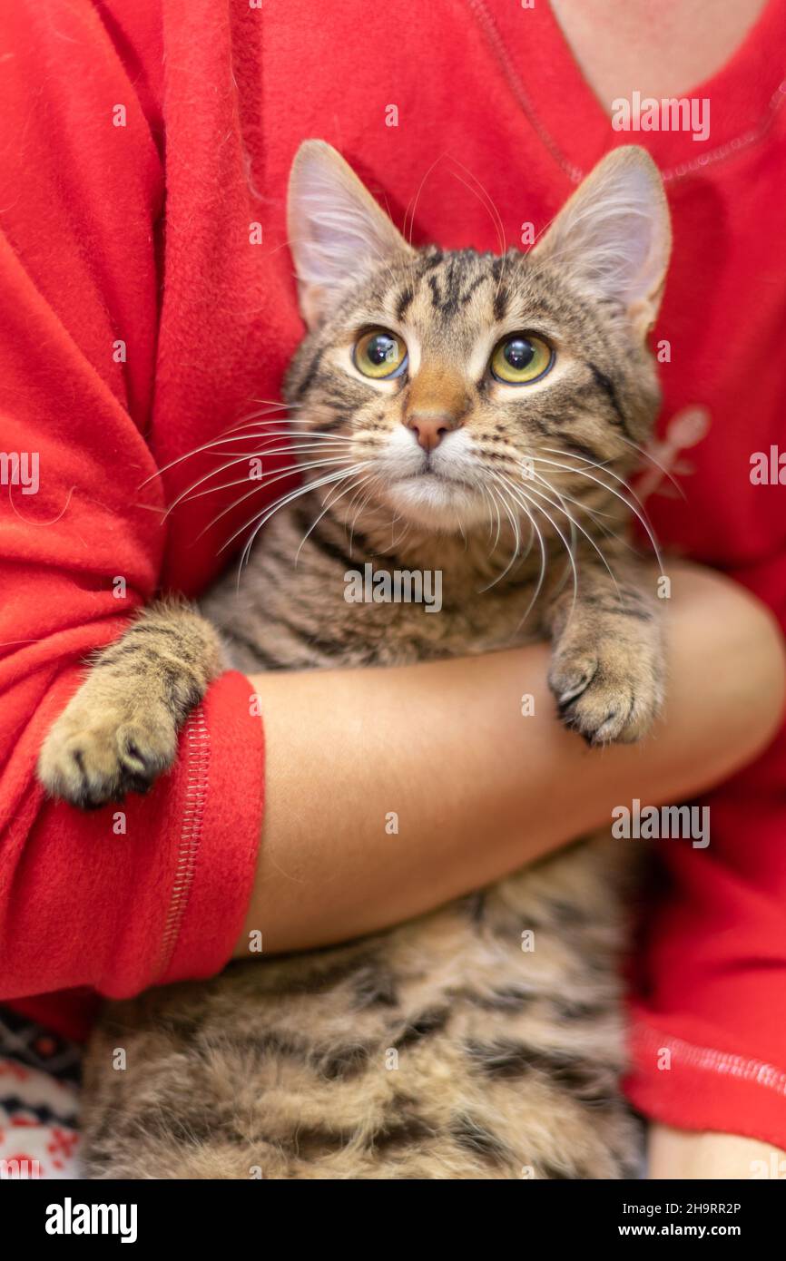 Smiling de chat drôle, chat domestique.Heure de Chtisstmas Banque D'Images