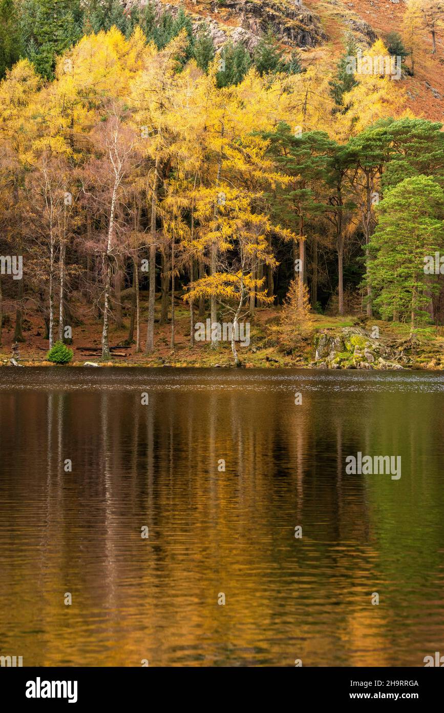 Réflexions d'automne à Blea Tarn dans le Lake District, Cumbria Angleterre Royaume-Uni Banque D'Images