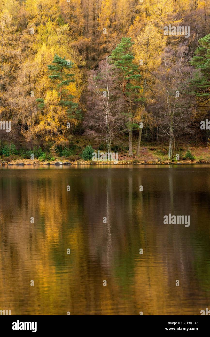 Arbres d'automne à Blea Tarn dans le Lake District, Cumbria Angleterre Royaume-Uni Banque D'Images