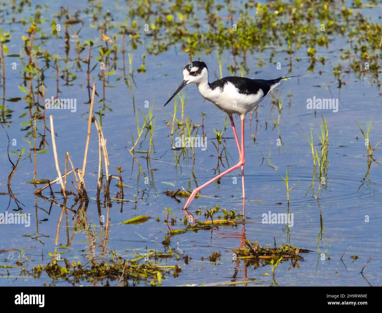 Pilotis à col noir dans les eaux peu profondes de la rivière Myakka, dans le parc national de la rivière Myakka, à Sarasota, Floride, États-Unis Banque D'Images