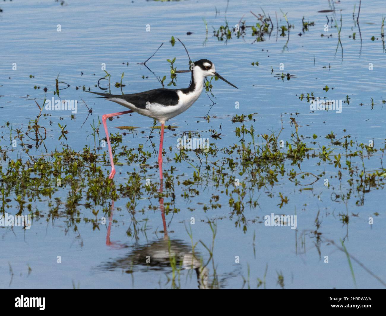 Pilotis à col noir dans les eaux peu profondes de la rivière Myakka, dans le parc national de la rivière Myakka, à Sarasota, Floride, États-Unis Banque D'Images
