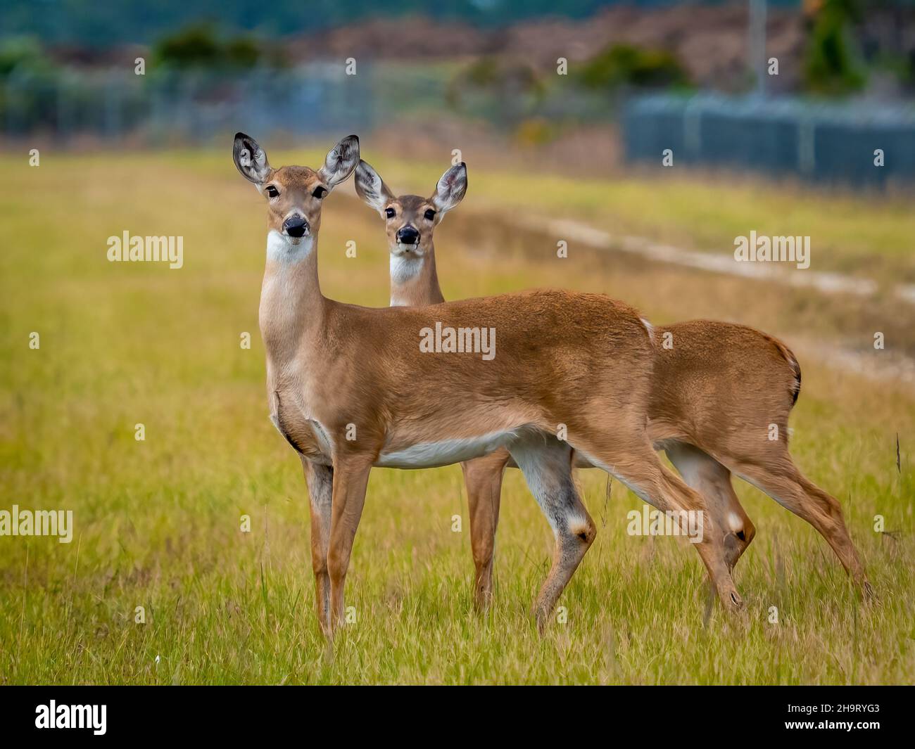 Une paire de cerfs regardant la caméra dans le sud-ouest de la Floride Banque D'Images