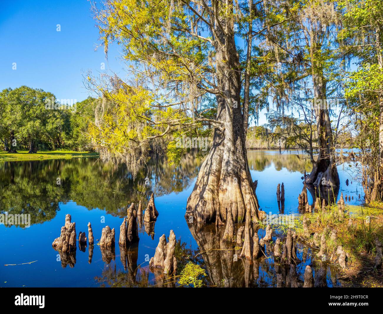 Cyprès dans l'eau dans le parc du lac Lettuce, dans le comté de Hillsborough, à Tampa, Floride, États-Unis Banque D'Images