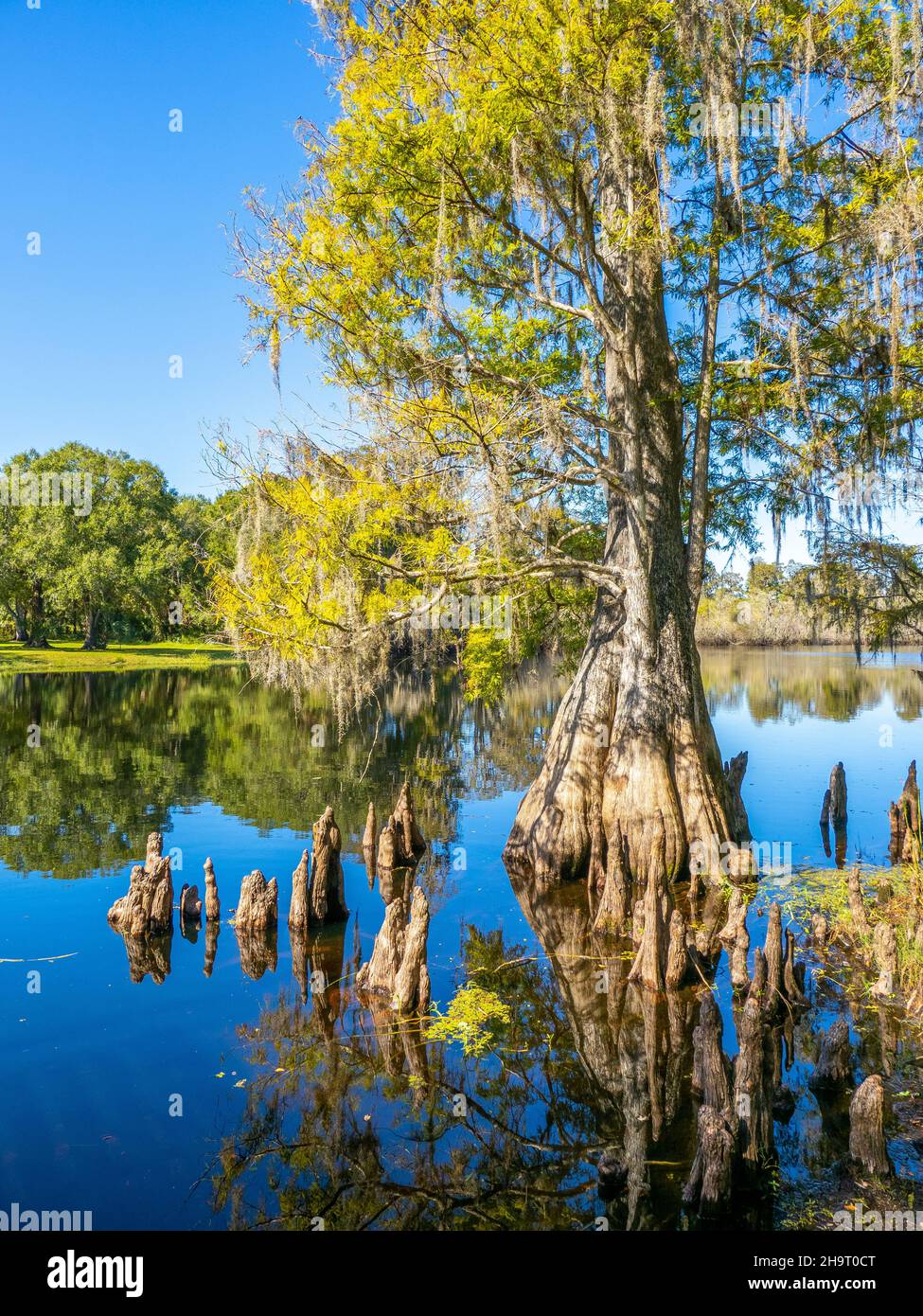 Cyprès dans l'eau dans le parc du lac Lettuce, dans le comté de Hillsborough, à Tampa, Floride, États-Unis Banque D'Images