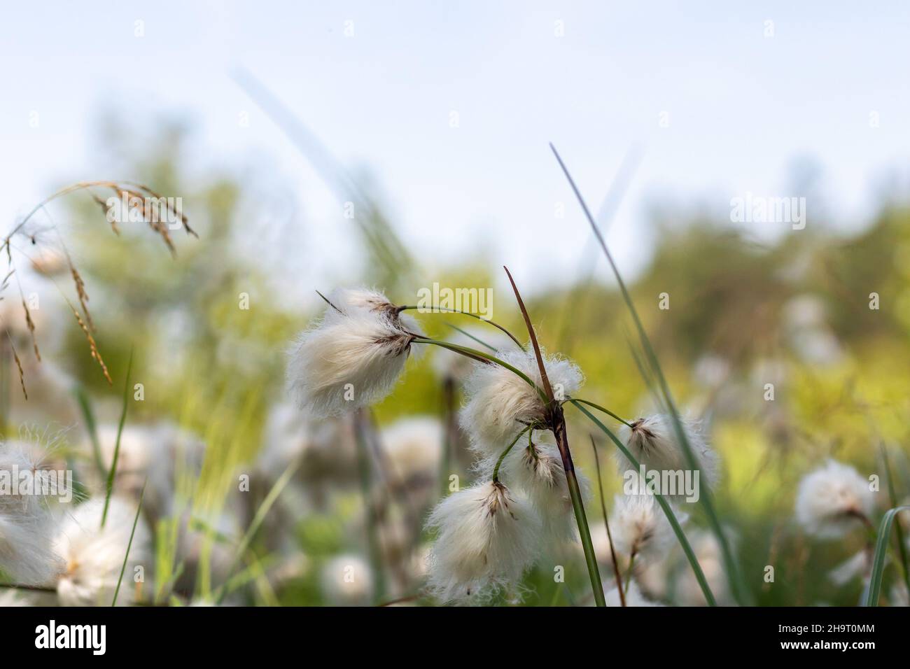 Eriophorum, plantes de coton dans le pré Banque D'Images