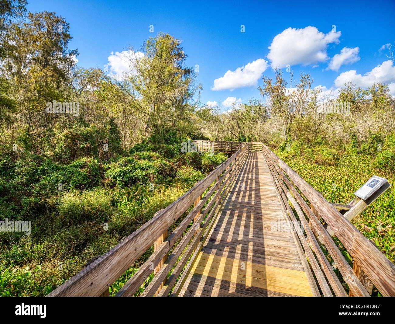 Promenade en bois dans le parc du lac Lettuce, dans le comté de Hillsborough, à Tampa, Floride, États-Unis Banque D'Images