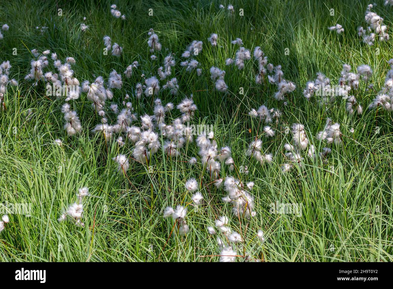 Eriophorum, plantes de coton dans le pré Banque D'Images