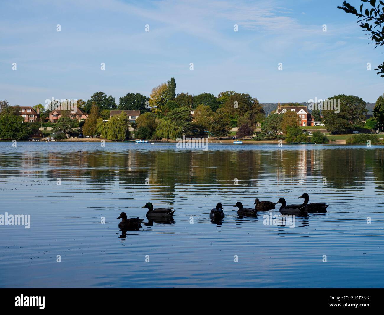 Canards sur le lac à Petersfield Heath, Hampshire, Royaume-Uni Banque D'Images