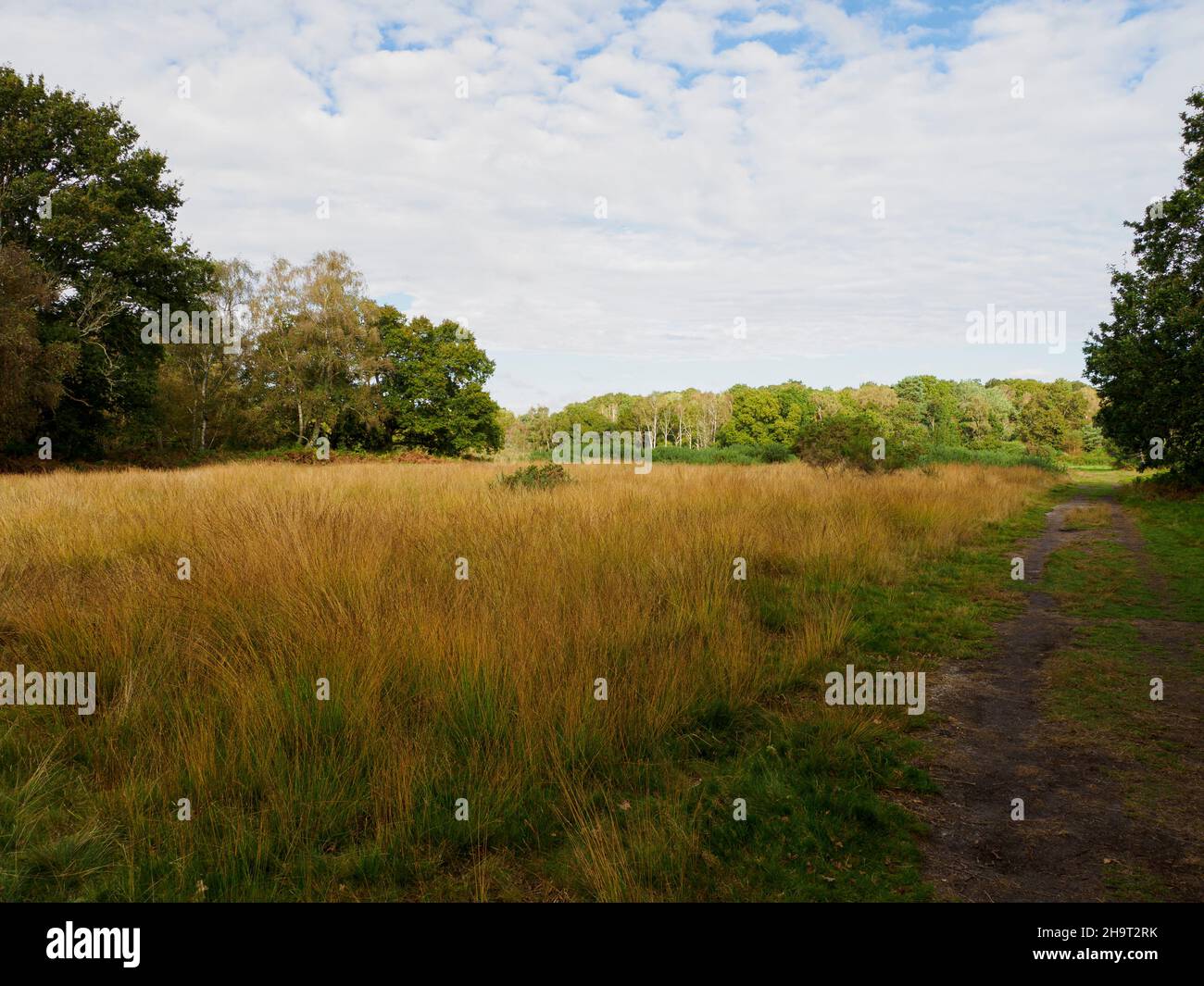Zone de prairies acides de la santé de Petersfield, Hampshire, Royaume-Uni Banque D'Images