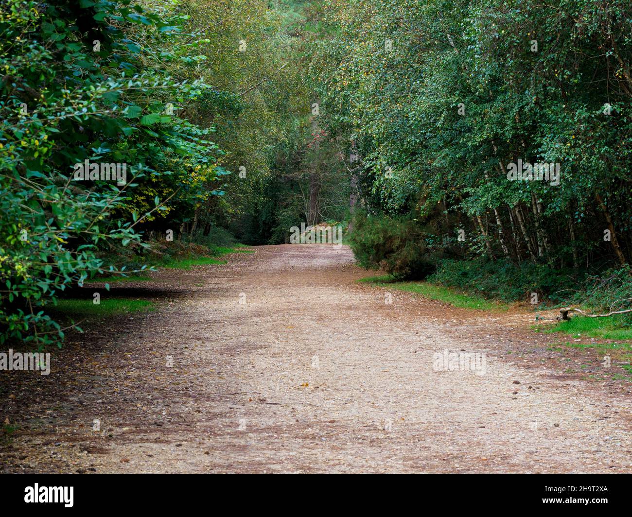 Piste à West Walk, Forest of Bere, Fareham, Hampshire, Royaume-Uni Banque D'Images