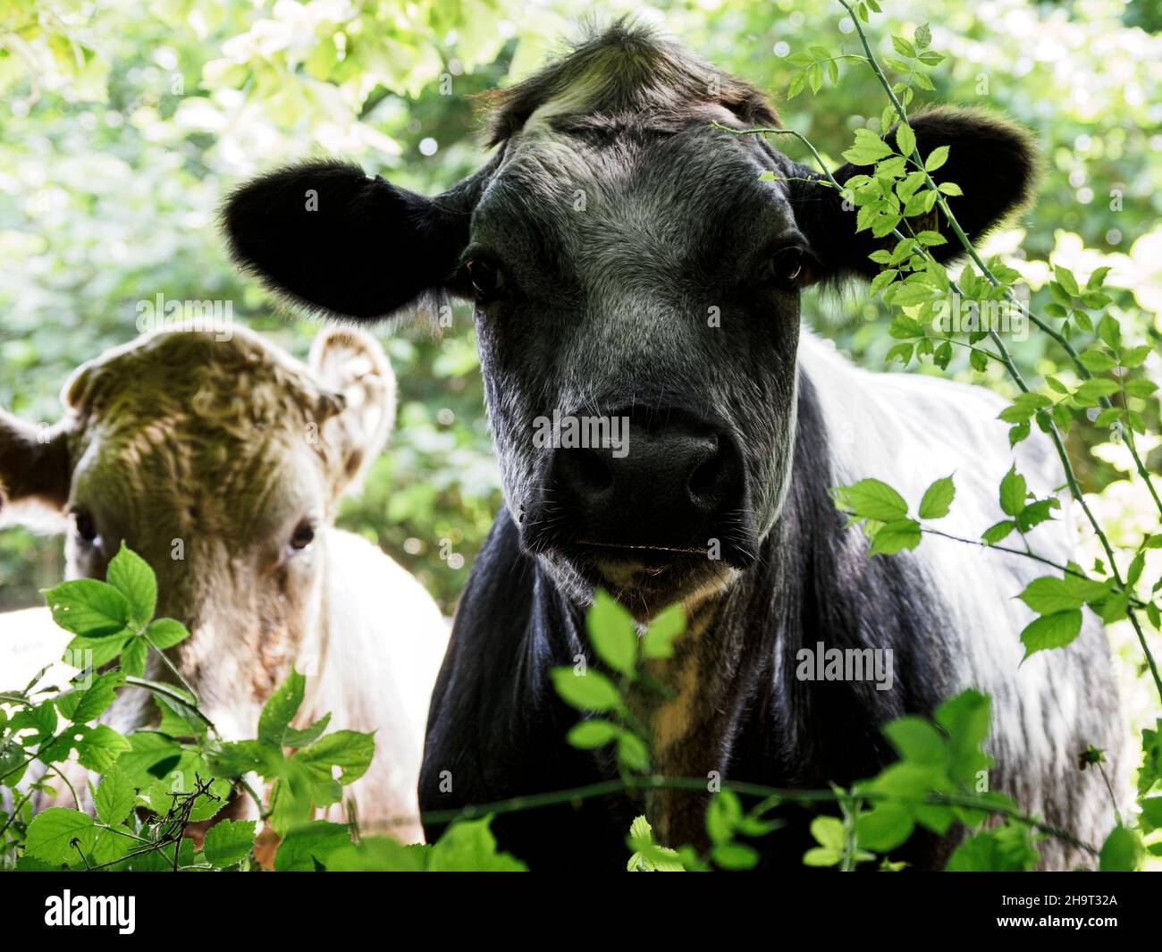 Sympathique vache regardant à travers la haie, Devon, Royaume-Uni Banque D'Images