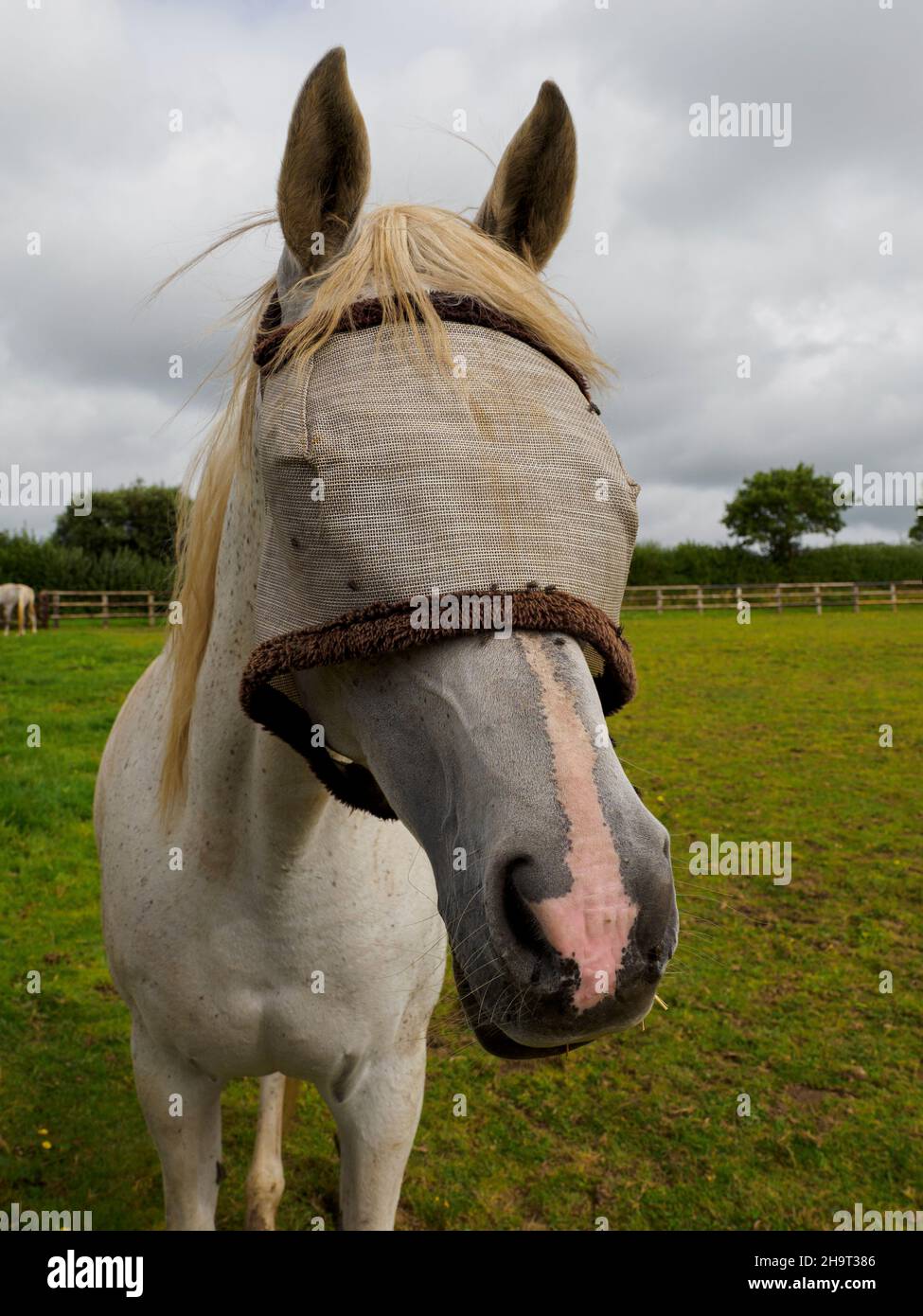 Cheval avec masque de mouche, Royaume-Uni Banque D'Images