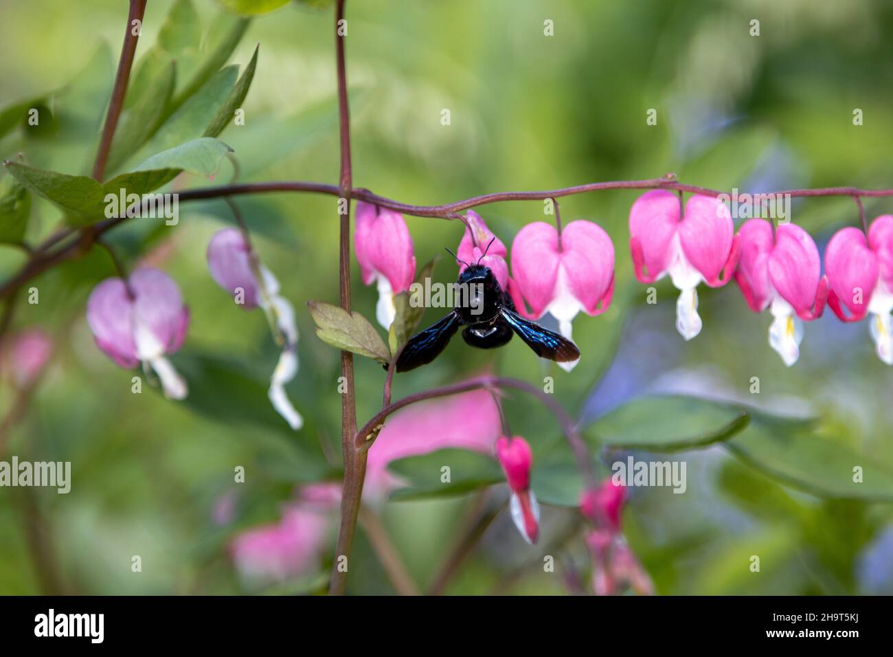 Une grosse abeille en bois bleu recherche du pollen sur une fleur de coeur, Lamprocapnos spectabilis. Banque D'Images