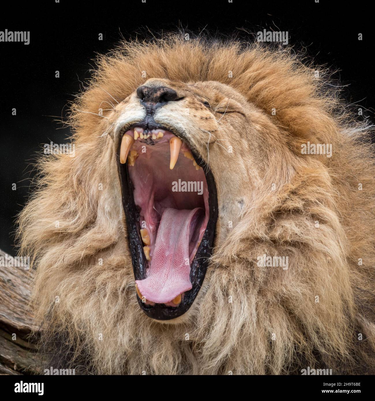 Gros plan du lion rugissant avec sa bouche largement ouverte Banque D'Images