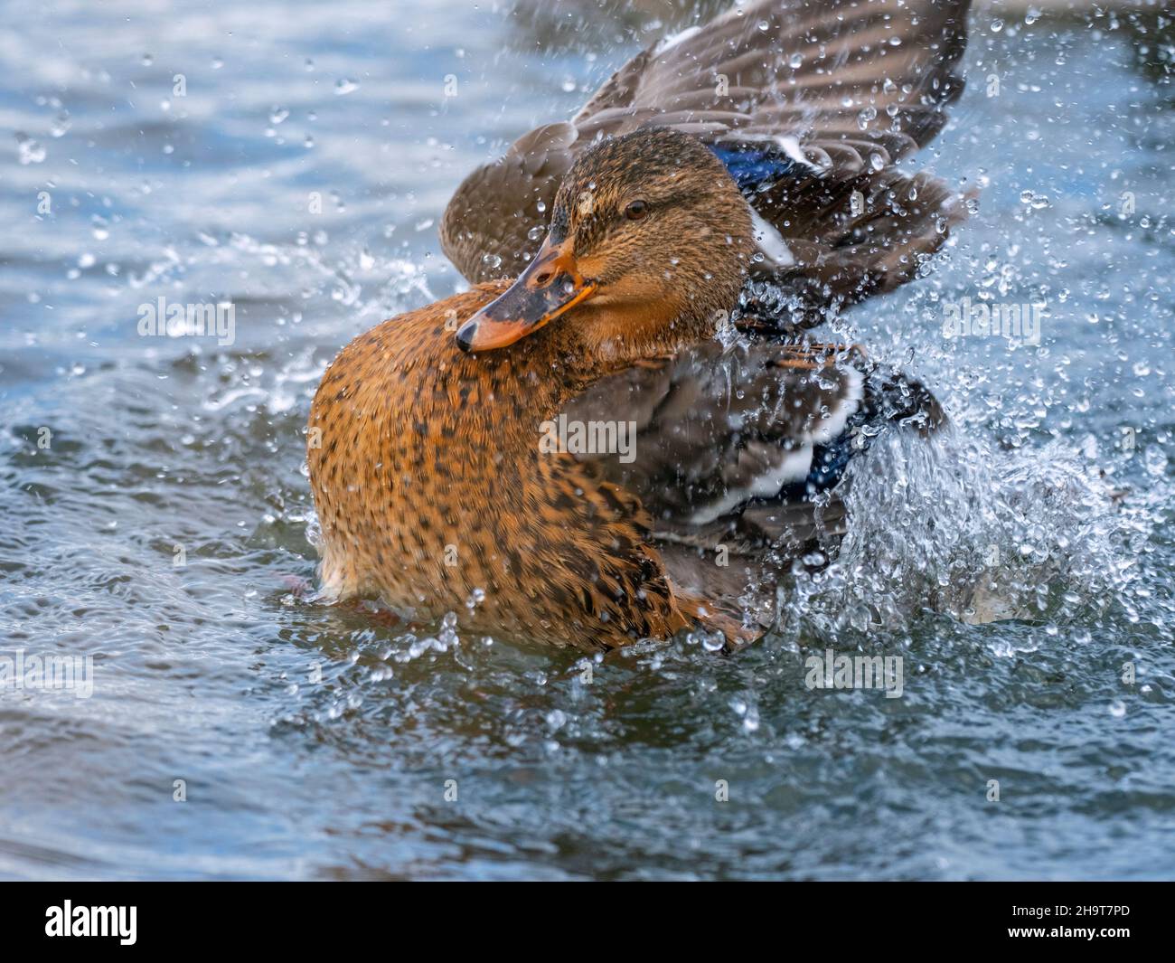 Mallard anus platyrhyncha bain féminin Banque D'Images