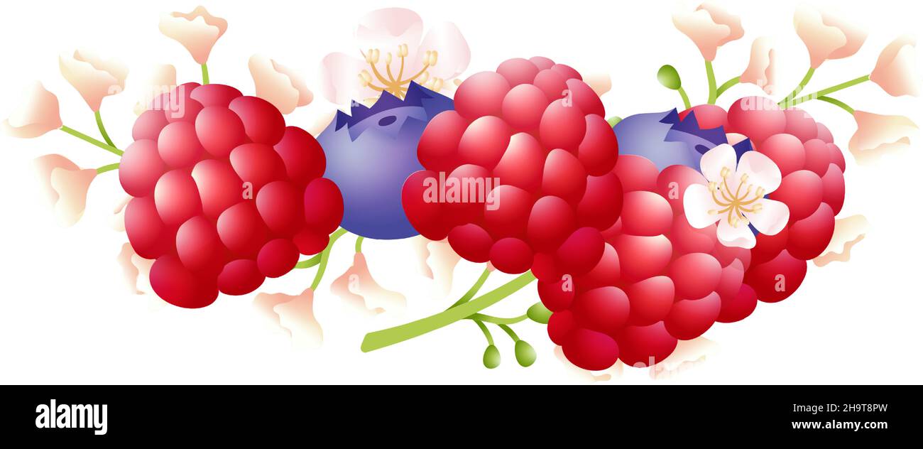 Pile de baies mûres.Bouquet de framboises et de bleuets avec fleurs sauvages Illustration de Vecteur