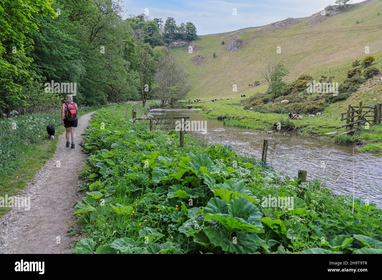 Une femme marchant son chien près de la rivière Dove à Wolfscote Dale sur le Staffordshire, frontière du Derbyshire, Peak District National Park, Angleterre, Royaume-Uni Banque D'Images