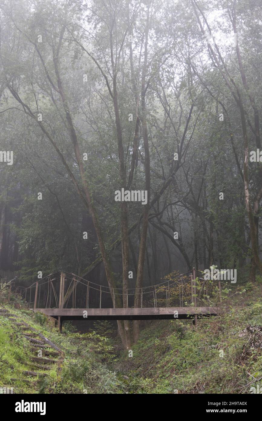 Une passerelle en métal dans une forêt brumeuse. Banque D'Images