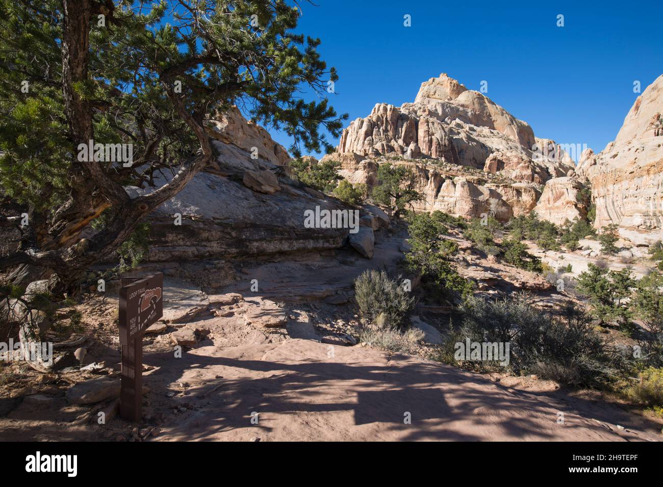 Fruita, parc national de Capitol Reef, Utah, États-Unis.Vue le long de la piste du pont Hickman jusqu'aux falaises escarpées de Waterpocket Fold, en automne. Banque D'Images