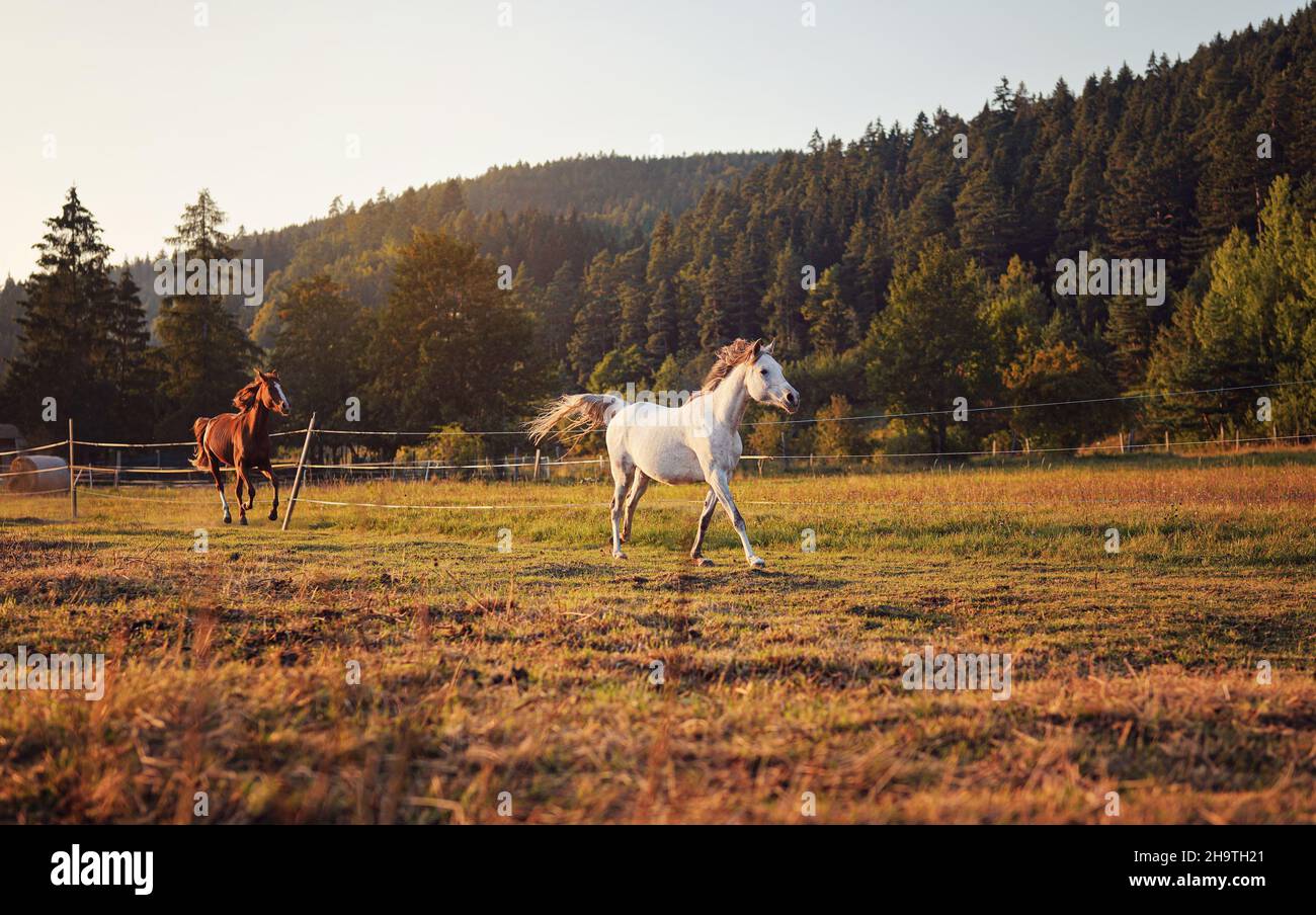 Cheval arabe blanc courant sur le terrain d'herbe un autre brun derrière, forêt en arrière-plan Banque D'Images