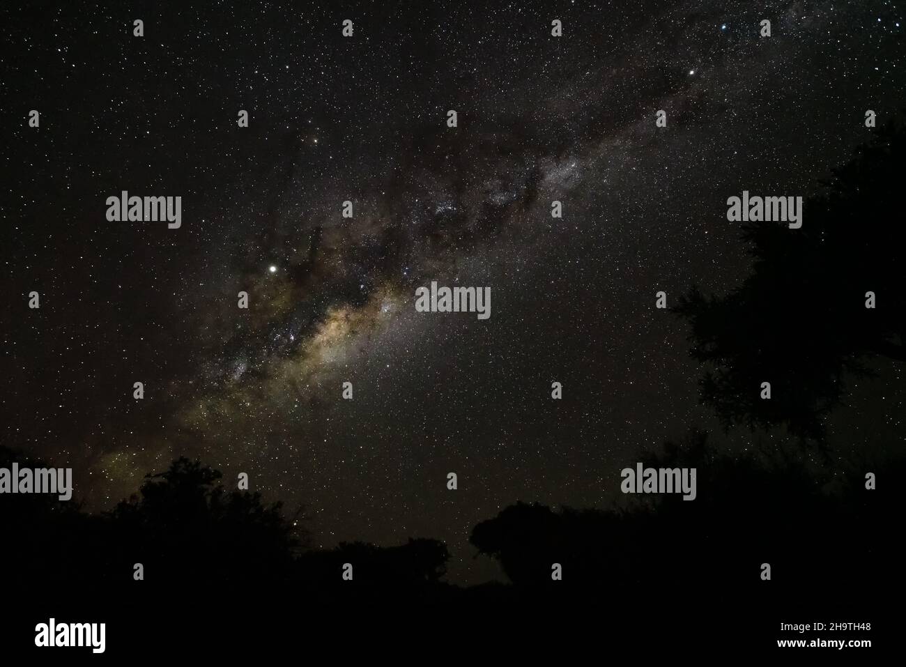 Ciel nocturne avec galaxie Milkyway au-dessus des silhouettes d'arbres, vu d'Anakao, Madagascar, Jupiter lumineux visible près de la constellation d'Ophiuchus Banque D'Images