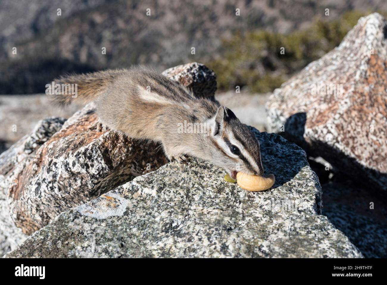 Lodgepole Chipmunk manger un cajou dans les montagnes San Gabriel près de Los Angeles, Californie. Banque D'Images