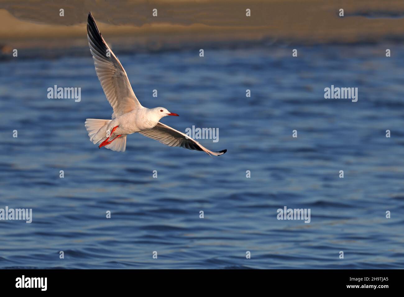 Goéland à bec grêle (Larus genei, Chericocephalus genei), en vol au-dessus de l'eau, Espagne, Andalousie, Sanlucar de Barrameda Banque D'Images