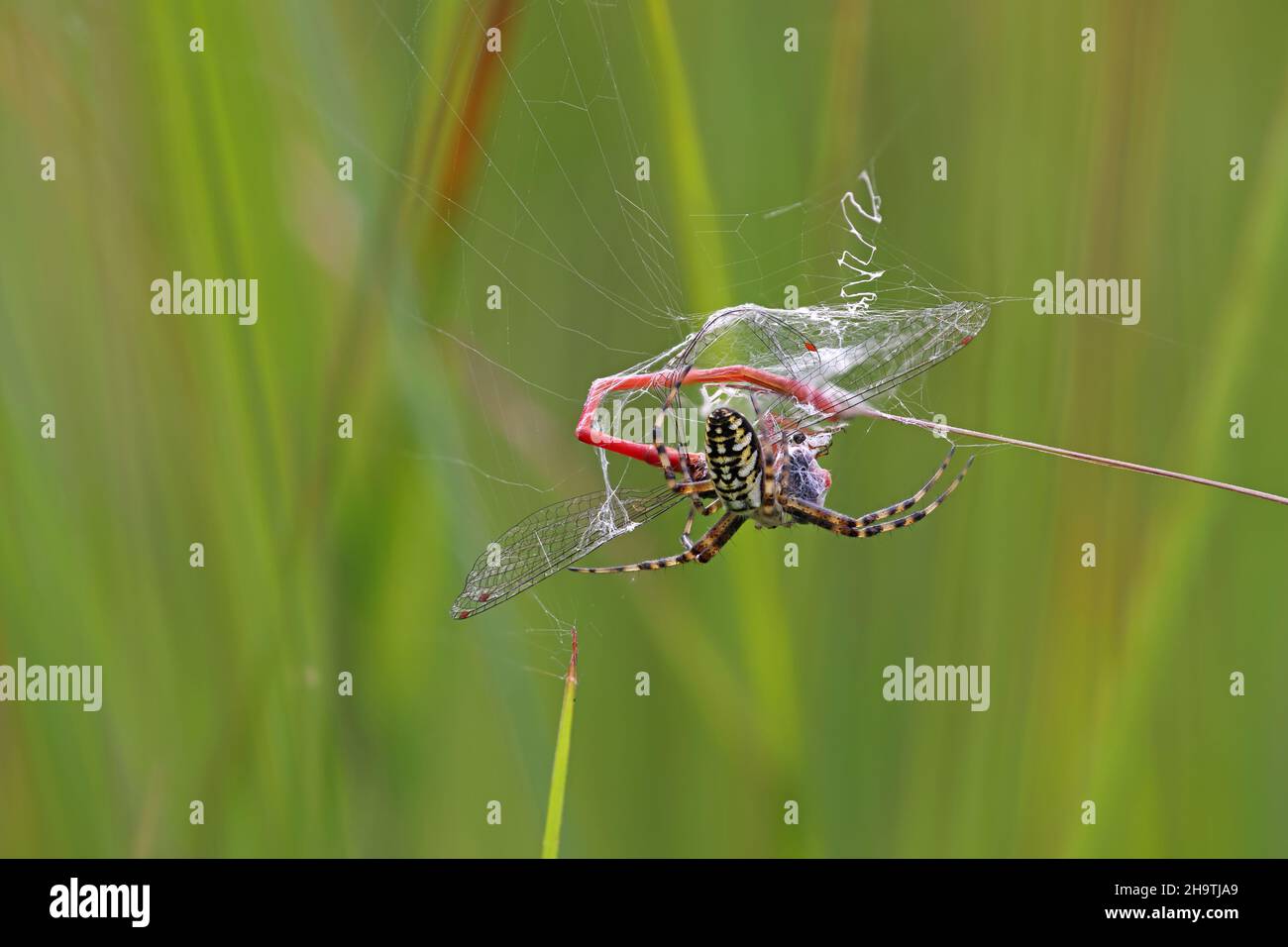 Argiope noir et jaune, araignée de jardin noir et jaune (Argiope bruennichi), wraps attrapé petit ddamselfly rouge (Ceriagrion tenellum), pays-Bas, Banque D'Images