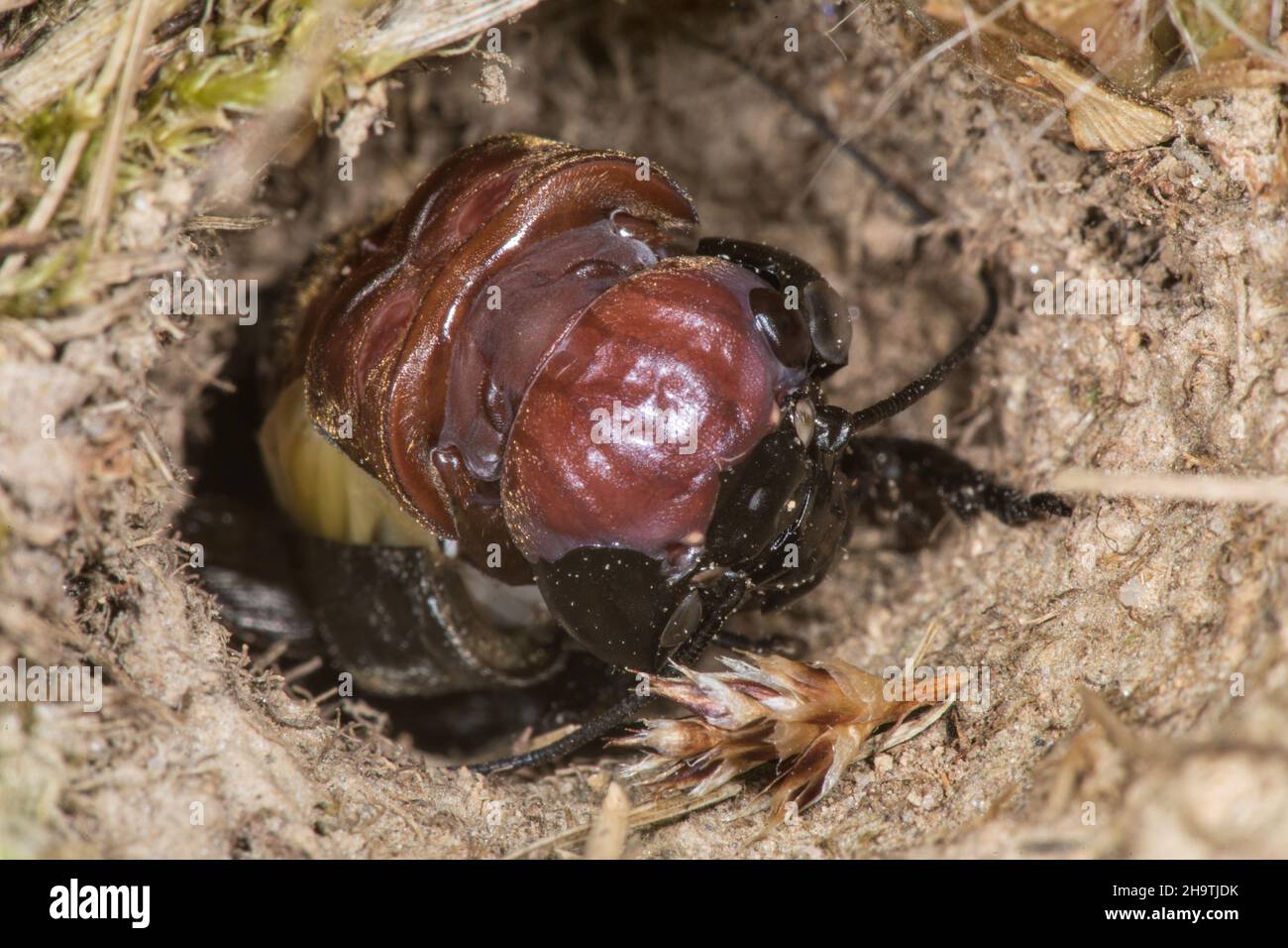 Terrain de cricket (Gryllus campestris), après skinning, Allemagne Banque D'Images