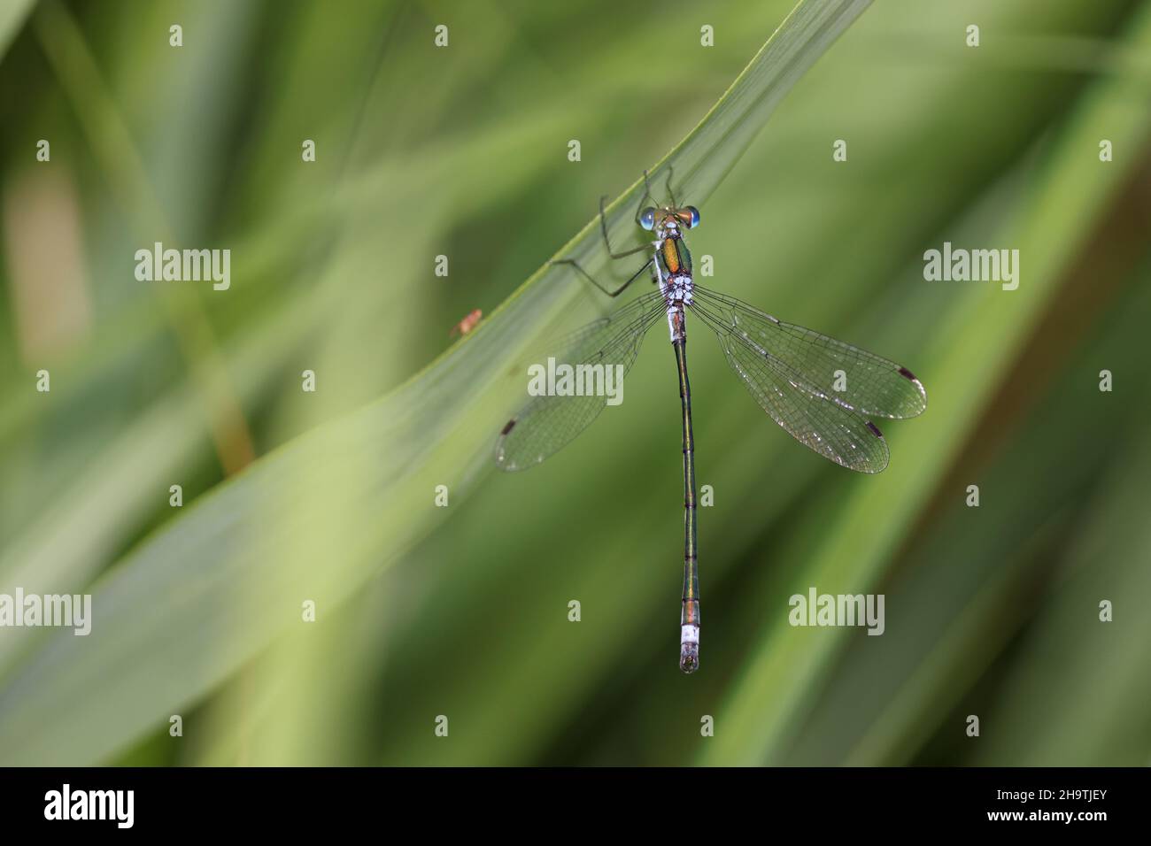 Les poistes verts, la mouche d'émeraude (Lestes parraina), l'homme est assis sur une lame de roseau, pays-Bas, Overijssel, Parc national de Weerribben-Wieden Banque D'Images