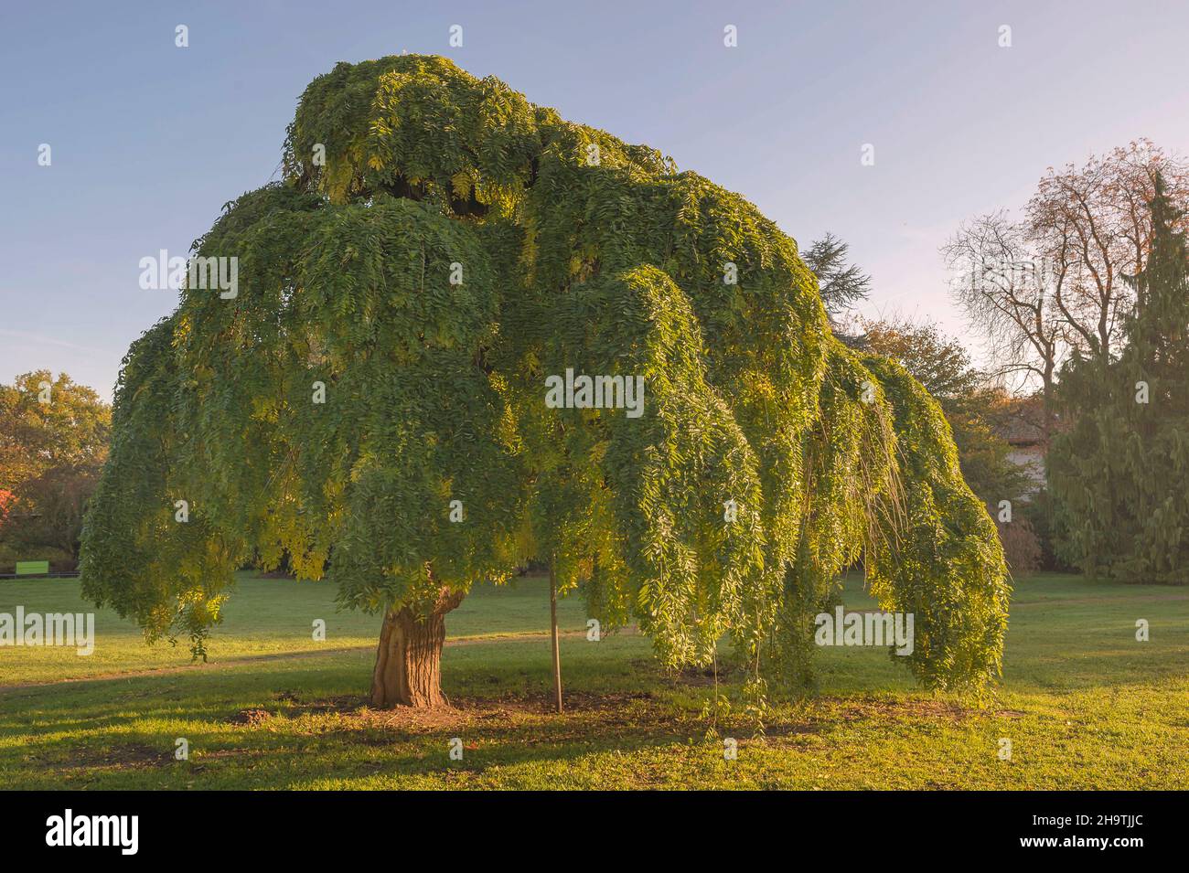 Arbre pagode japonais (Styphnolobium japonicum 'pendula', Styphnolobium japonicum pendula, Sophora japonica), pendula cultivar dans un parc, Allemagne, Banque D'Images