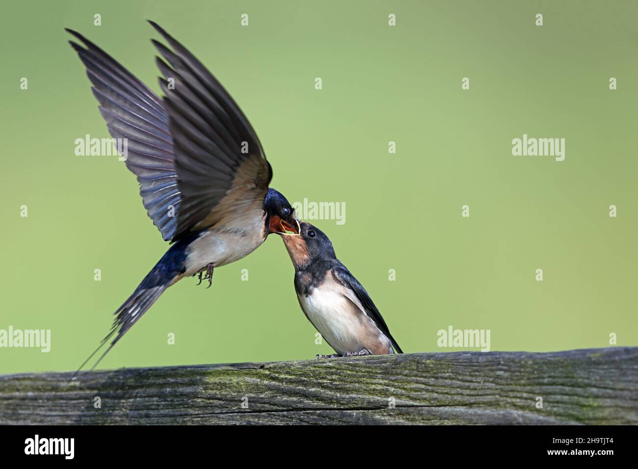 Hirondelle de grange (Hirundo rustica), oiseau adulte nourrissant un jeune oiseau à part sur une clôture, pays-Bas, Frison Banque D'Images