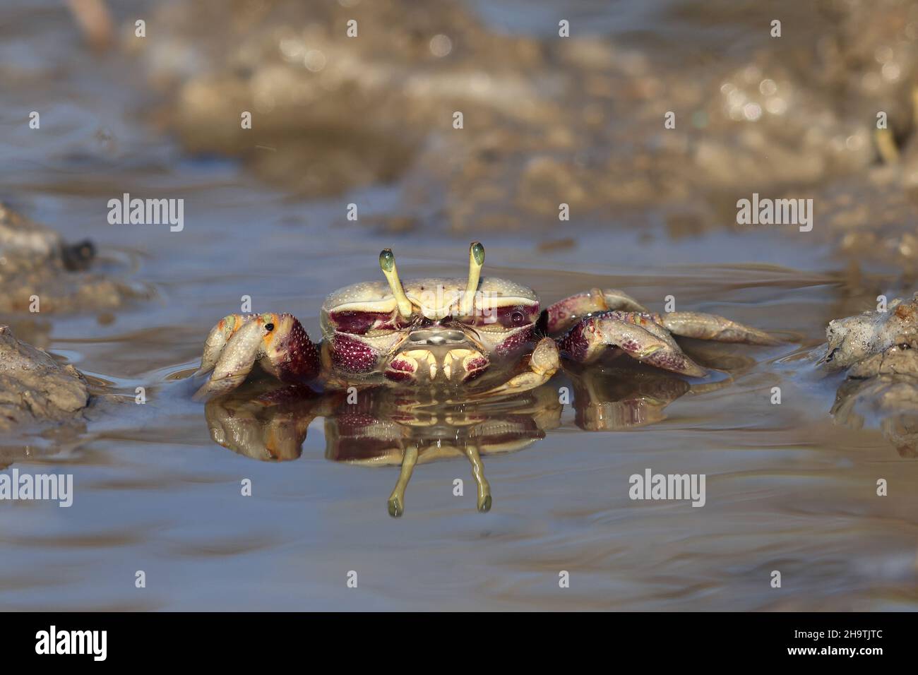 Crabe fiddler marocain, crabe fiddler européen (Uca tangeri), femme assise en eau peu profonde, vue de face, Espagne, Andalousie, Sanlucar de Barrameda Banque D'Images