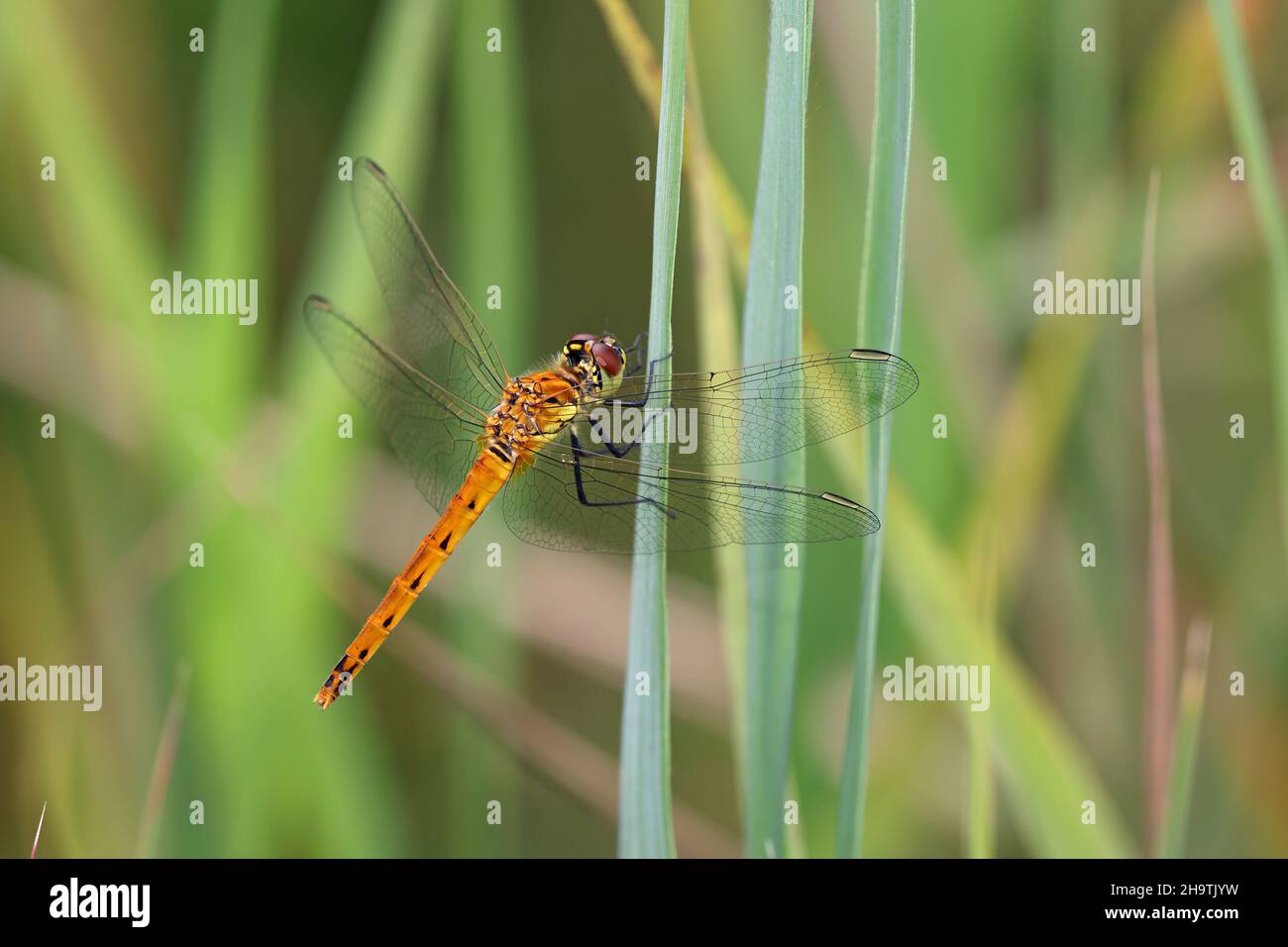 sympetrum d'Europe de l'est (Sympetrum depressiusculum), vient d'écesser sur une lame de roseau, pays-Bas, Overijssel, Parc national de Weerribben-Wieden Banque D'Images
