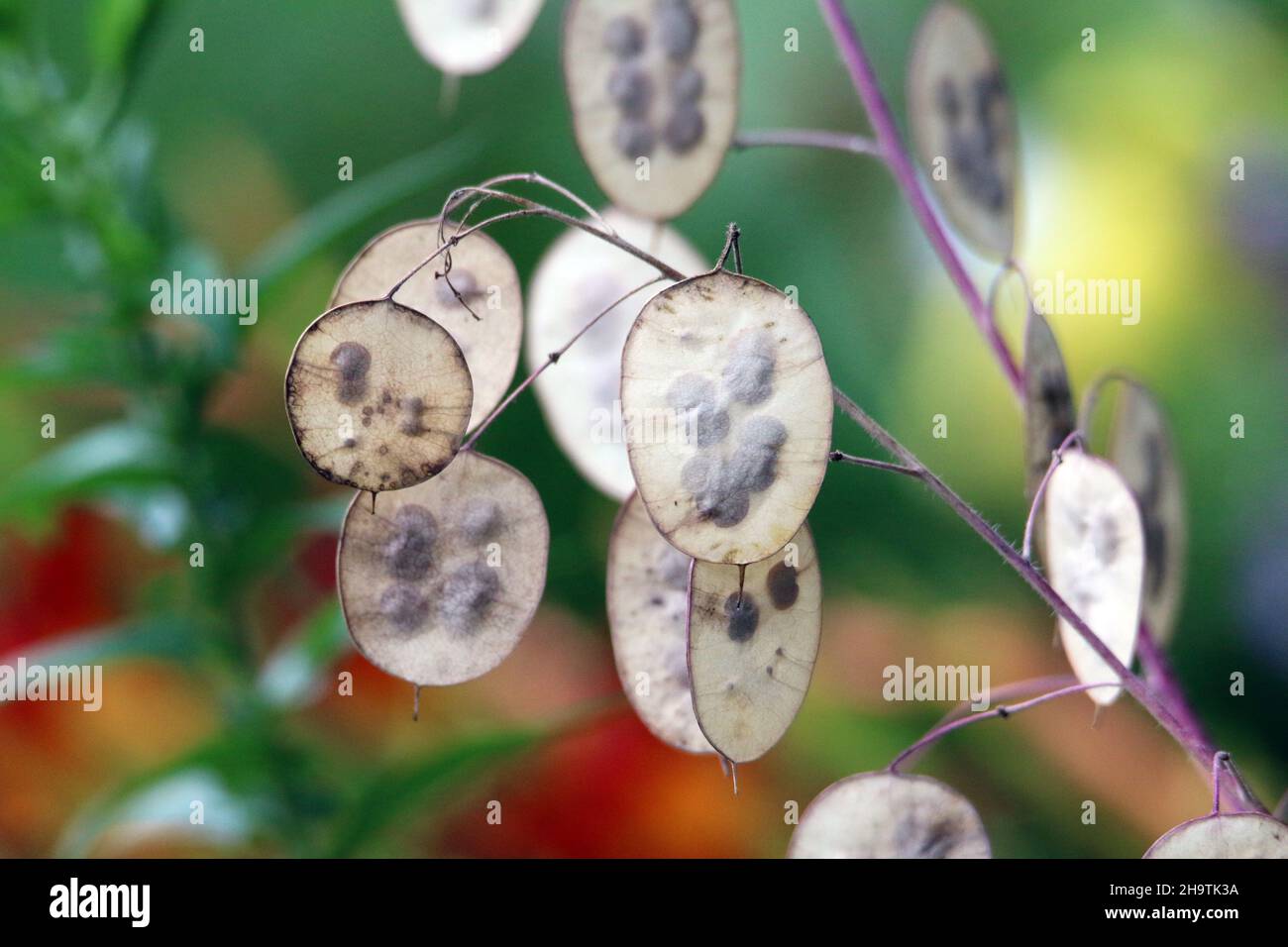 Usine d'honnêteté, l'honnêteté annuelle (Lunaria annua), les fruits avec des graines Banque D'Images