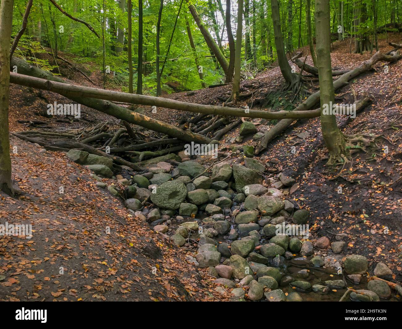 vallée de la crique dans une forêt, Altertal, Allemagne, Hambourg, Wellingsbuettel Banque D'Images
