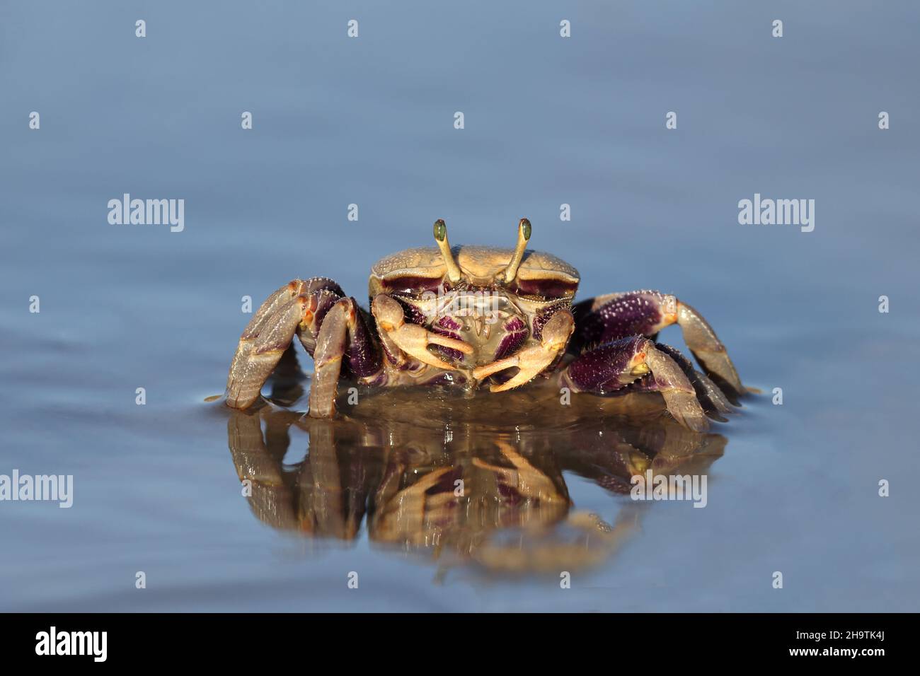 Crabe fiddler marocain, crabe fiddler européen (Uca tangeri), femme assise en eau peu profonde, vue de face, Espagne, Andalousie, Sanlucar de Barrameda Banque D'Images