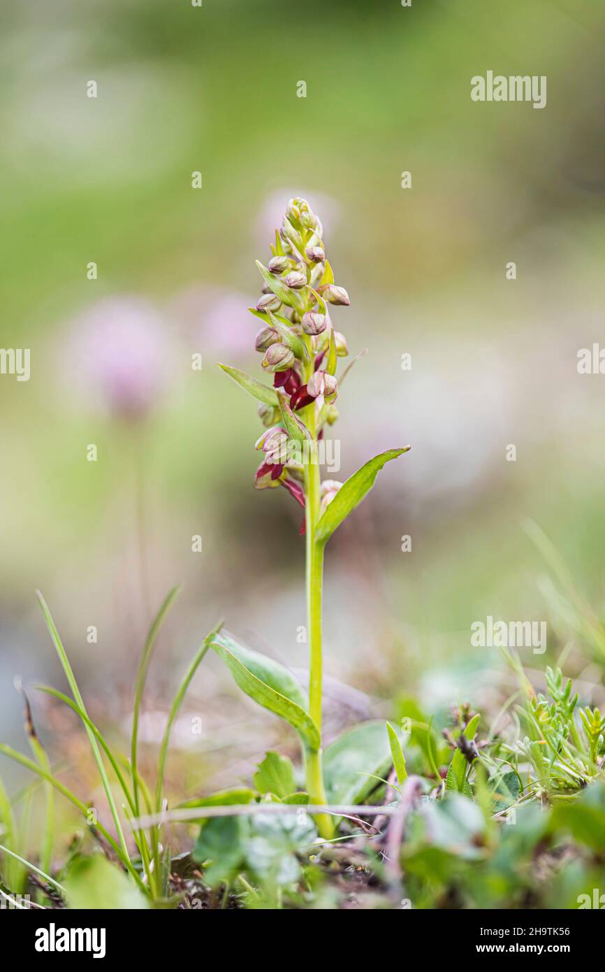 Orchidée grenouille (Coeloglossum viride), blooming, Autriche Banque D'Images
