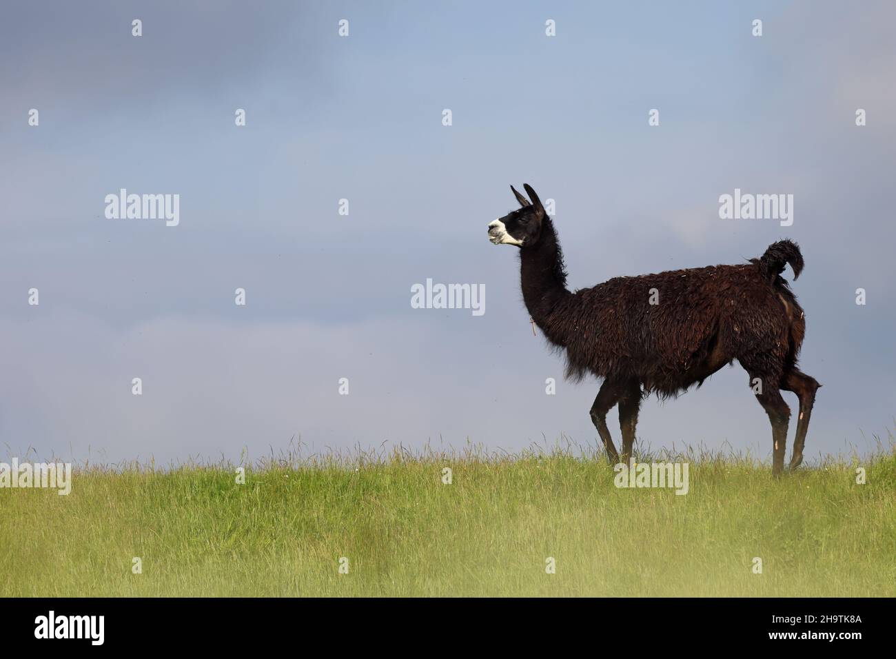 Alpaga (Lama pagos, Vicugna pacos), debout au groenland sur la digue, pays-Bas, pays-Bas du Nord, Medemblik Banque D'Images