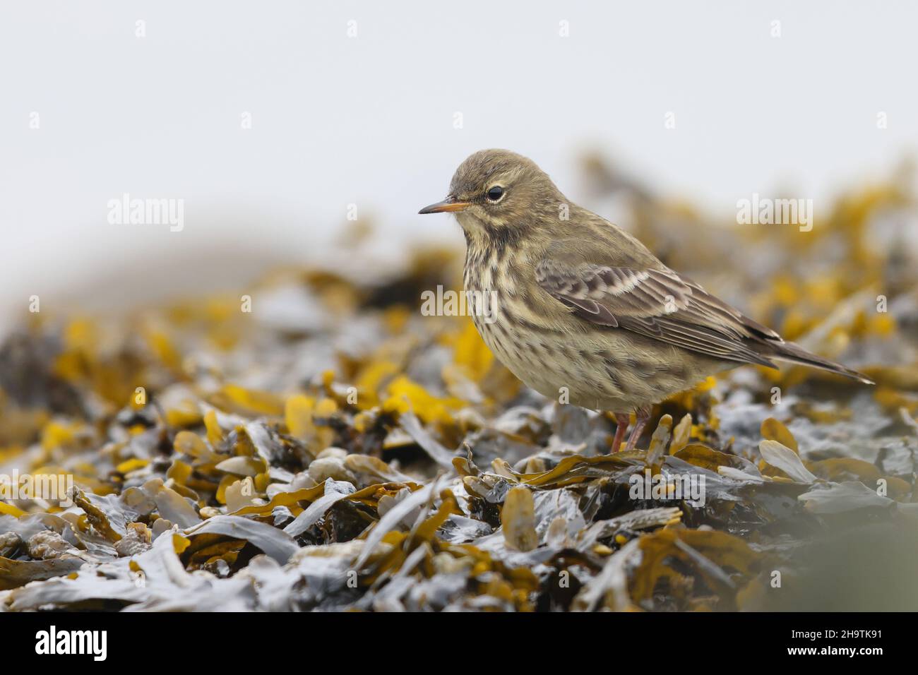 Meadow Pipit (Anthus pratensis), se dresse sur le porte-vessie sur la côte de la mer du Nord, pays-Bas, Frison, Holwerd Banque D'Images