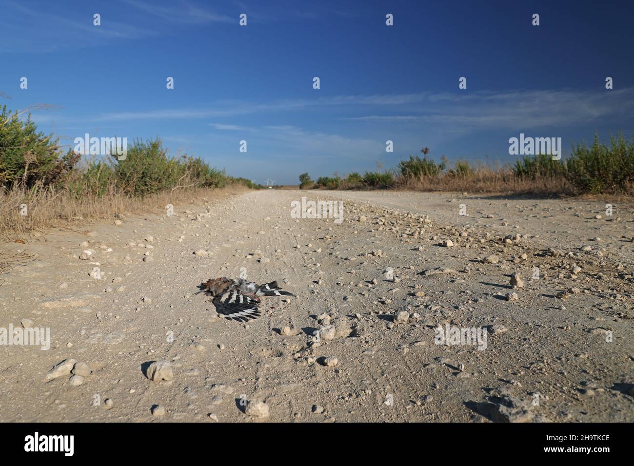 hoopoe (Upupa epops), Roadkill sur un terrain, oiseau de l'année 2022, Espagne, Andalousie, Tarifa, la Janda Banque D'Images
