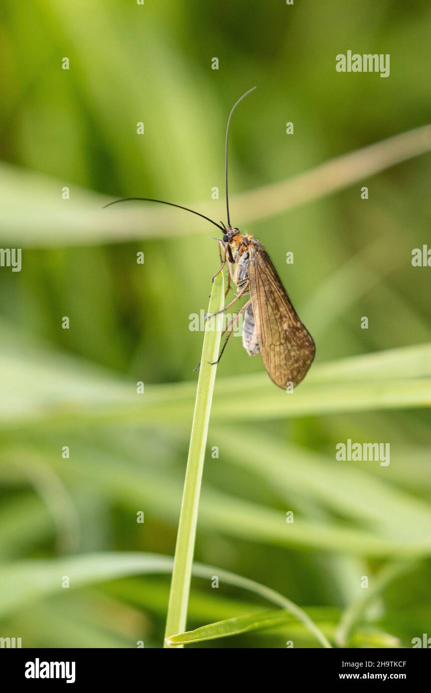 Mouches cadis (Trichoptera, Limnephilus cf. Extrimatus), vol d'accouplement, Allemagne, Bavière Banque D'Images